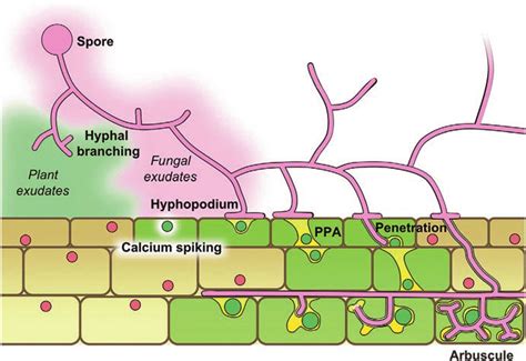 5 Schematic Summary Of The Root Colonization Process By AM Fungi Under