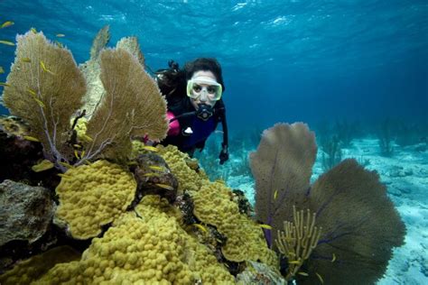 Bahamas Diving & Snorkeling Reviews | U.S. News Travel