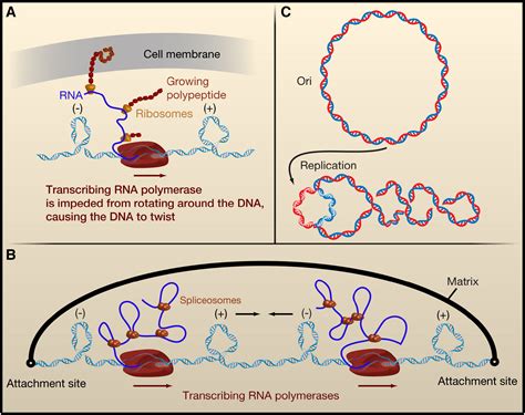 Cellular Strategies For Regulating DNA Supercoiling A Single Molecule