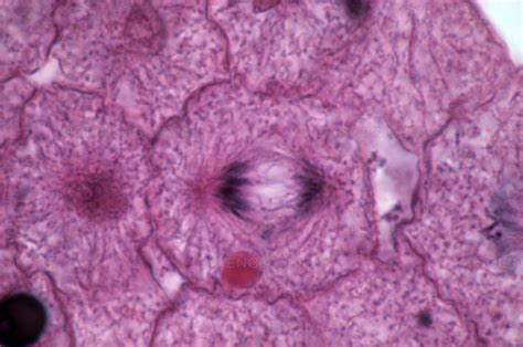 Solved Slide Of Whitefish Blastula Procedure 1 In Figure 6 Identify