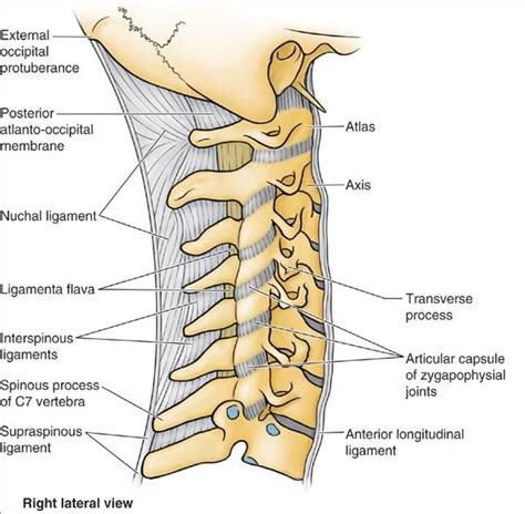 Traverse Process Cervical Thoracic Vertebrae Medical Massage