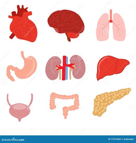 Human Organ Anatomy Set Stock Vector Illustration Of Medical 77913402