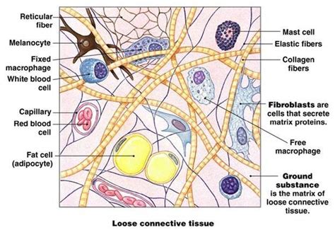 Extracellular Matrix Connective Tissue