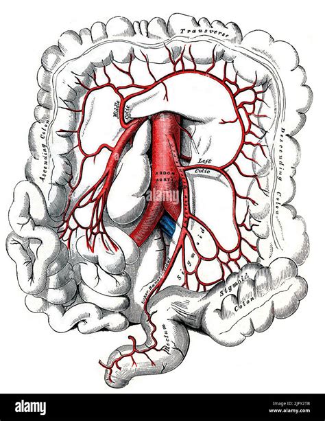 Inferior mesenteric artery, illustration Stock Photo - Alamy