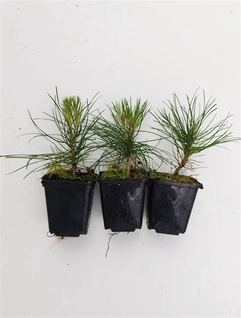 Pinus Nigra Pyramidalis Seedlings Met P X Units Baltic