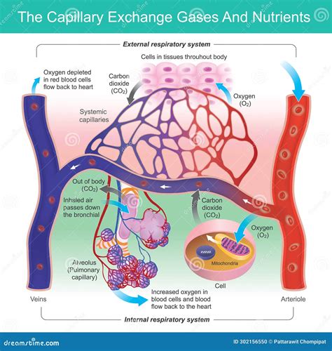 Exchange Of Gases In Blood Vessel Or Capillaries Stock Image