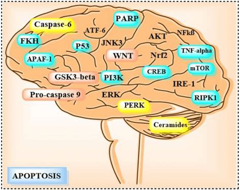 Feasible Targets To Modulate Apoptotic Cascade In Ad Apaf 1 Apoptotic