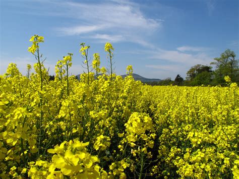 Oilseed Crop | Oilseed Crop, Scottish Borders, Scotland | David Ross ...