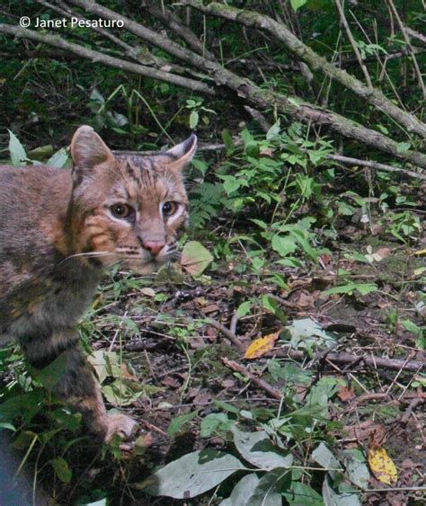 Bobcat Coat Color And Camouflage Winterberry Wildlife