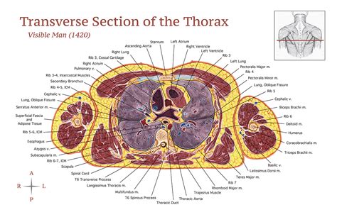 Transverse Section of the Thorax :: Behance