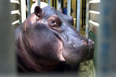 Intoxicated man thought hippopotamus beat him - UPI.com