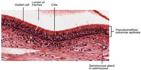 Goblet Cell Assignment Point