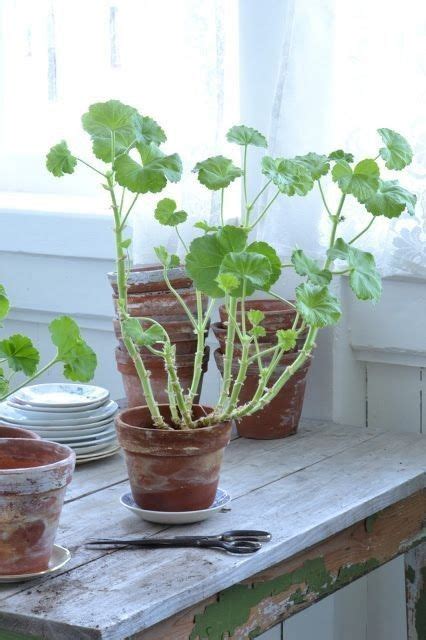 3 Ways To Overwinter Your Geraniums Pelargoniums A Step By Step Guide