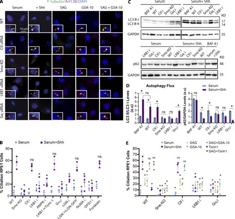 Smo agonists differentially activate LKB1 or Gαi and both are required