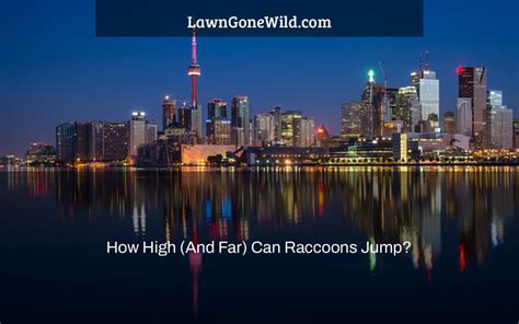 How High And Far Can Raccoons Jump Lawn Gone Wild