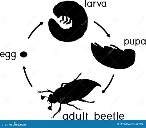 Life Cycle Of Cockchafer. Sequence Of Stages Of Development Of ...