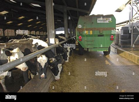 Holstein Cattle Feed Silage Feeder Wagon Friesian Friesians Holstein