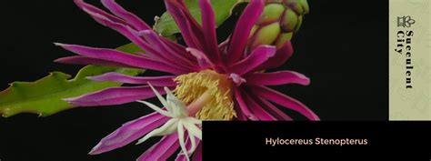 hylocereus megalanthus  yellow pitaya succulent city