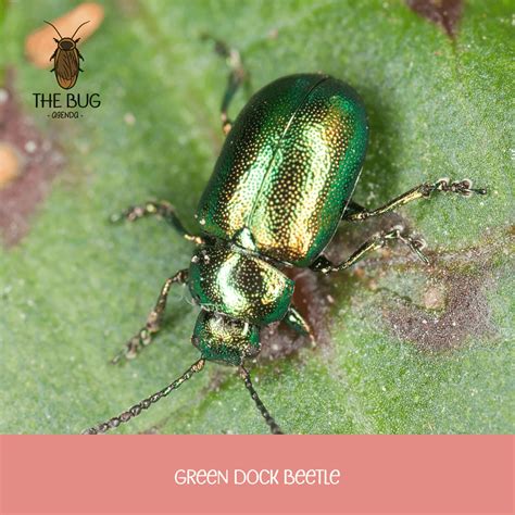 7 Green Iridescent Beetles You Might Spot In The Wild