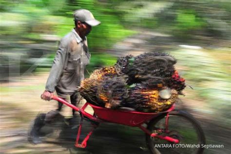 Pemerintah Menyiapkan Aturan Dmo Minyak Sawit Dan Harga Acuannya