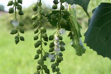 eastern cottonwood tree seeds - Of Moment Weblog Art Gallery