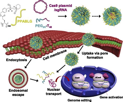 Nonviral Gene Editing Via Crisprcas9 Delivery By Membrane Disruptive And Endosomolytic Helical