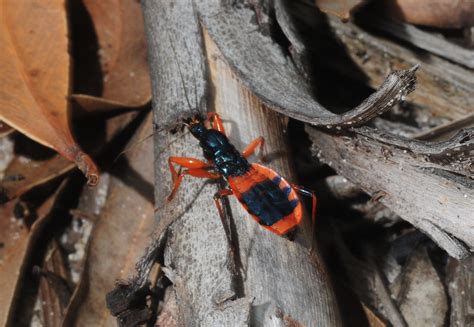 Orange Assassin Bug Gminatus Australis Wasp Ant Bug Flickr