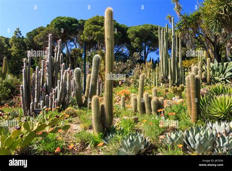 marimurtra botanical garden  res stock photography  images alamy