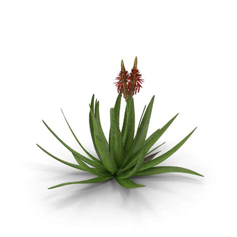 Aloe Vera Plant Png Images And Psds For Download Pixelsquid S11998484e