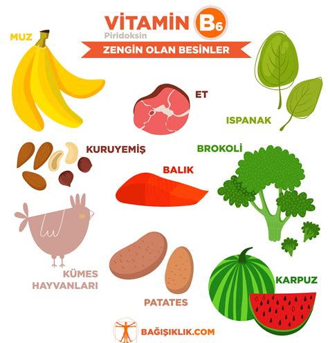 B6 Vitamini Piridoksin Neden Gerekli Bağışıklık