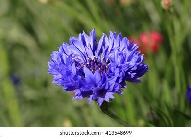 Centaurea Cyanus Over Royalty Free Licensable Stock Photos