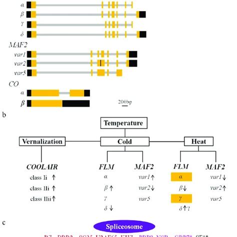 As Events And Their Regulators Involved In Flowering Time Control A