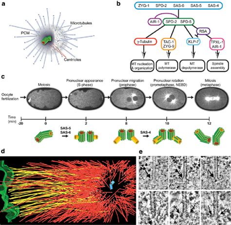 Mitotic Spindle Organization In The C Elegans Embryo A Schematic