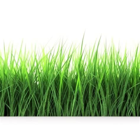 Premium Photo Groen Gras Isolated On A White Background