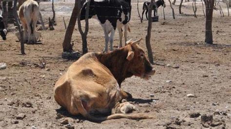 Diario Del Yaqui Sector Ganadero Este Es El Precio De Una Paca De