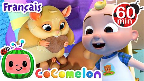 S occuper d un animal CoComelon en Français Chansons pour bébés