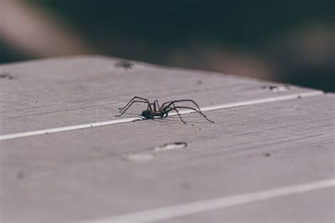 How To Keep Spiders Out Of Your Home Hitman Pest Control