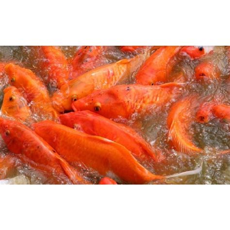 Jual Ikan Mas Kolam Hidup Fresh 1Kg Shopee Indonesia