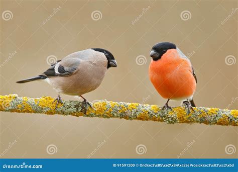 Songbirds Male And Female Red Bird Bullfinch Sitting On Yellow Lichen