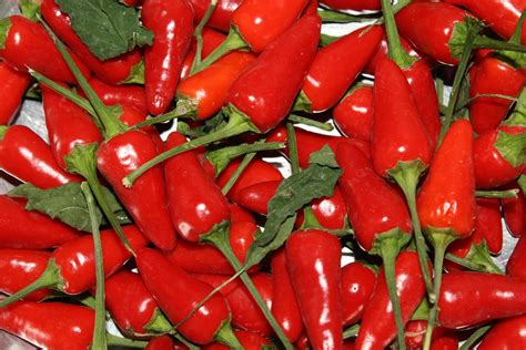 Peperoncino Free Photo Download | FreeImages