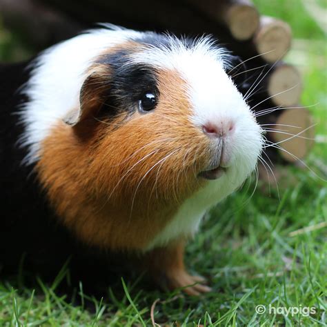 Haypigs® Guinea Pig Circus — Where Do Guinea Pigs Come From