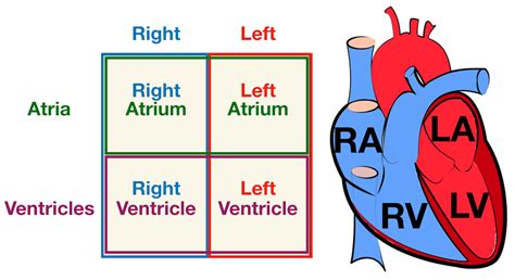 Heart Anatomy Labeled Diagram Structures Blood Flow Function Of