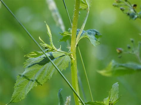 Knotige Braunwurz Scrophularia Nodosa Knotige Braunw Flickr