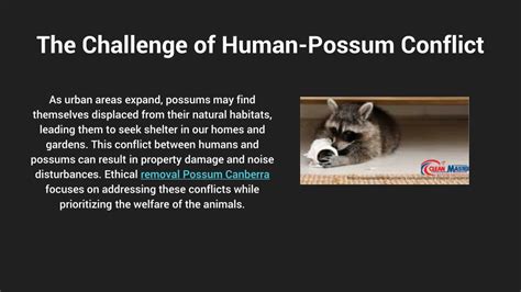 Ppt The Importance Of Ethical Possum Removal In Canberra Balancing Wildlife Powerpoint