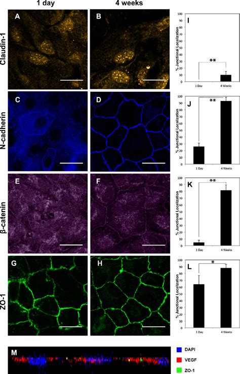 Icc Results For Confluent Arpe Cultures Cells Were Immunostained