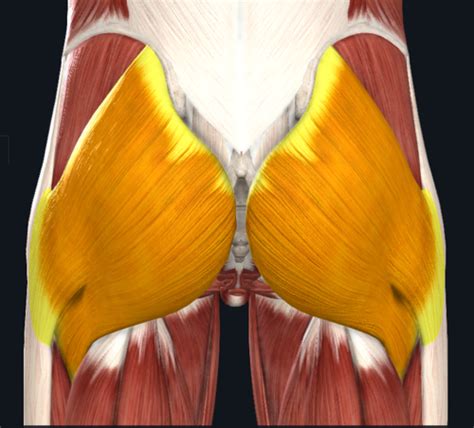 Msk Unit Hip Pelvis Leg Feet Muscles Vascular Nerves