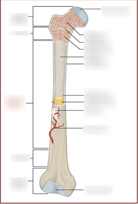 Gross Anatomy Of A Long Bone Diagram Quizlet