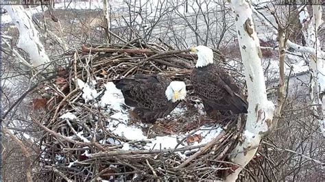 Pittsburgh Bald Eagle Webcams at Harmar, Hays Now Streaming Live ...