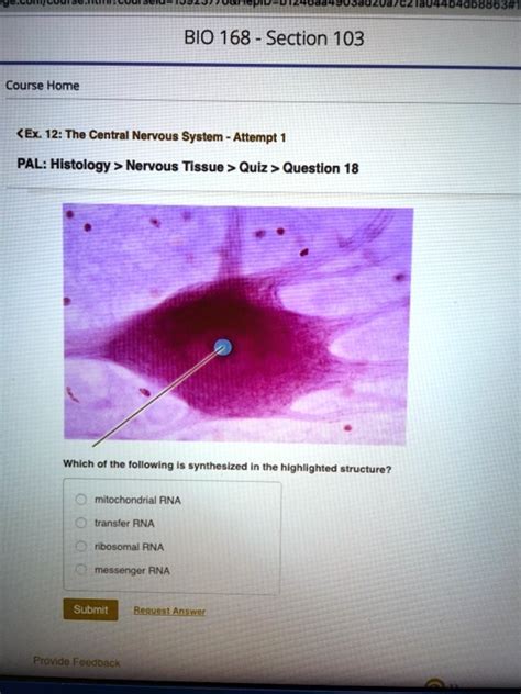 Solved Bio Section Course Home Ex The Central Nervous System