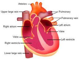 Cardiovascular System: Structure & Function | SchoolWorkHelper